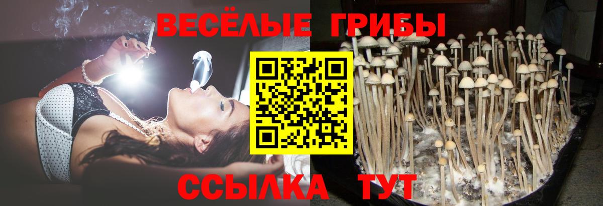 Галлюциногенные грибы Psilocybine cubensis  Вход с VPN  Галлюциногенные грибы Psilocybine cubensis  Губкинский 